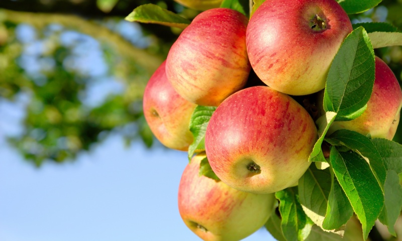 Пшенную кашу можно добавлять яблоки, они улучшают работу поджелудочной железы и выводят токсины