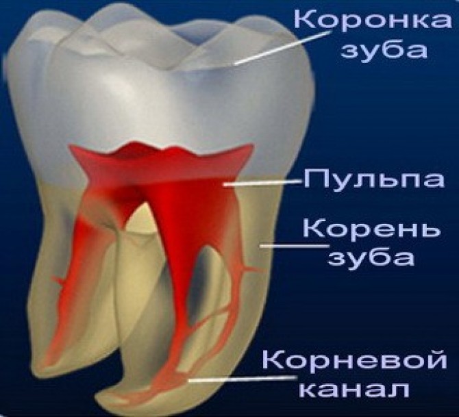 Зуб в разрезе фото