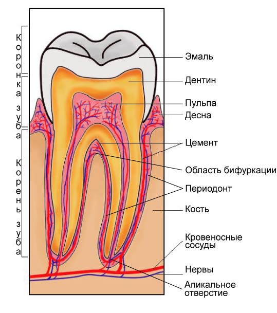 От них зависит здоровье зубов что такое десны, и как за ними правильно ухаживать