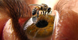 вред от яда пчелы