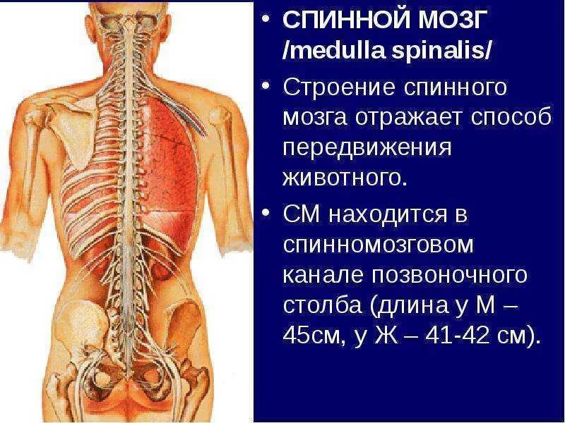 Спинной мозг где. Спинной мозг расположен в позвоночном канале. Спинной мозг располагается в спинномозговом канале. Спинной мозг, Medulla spinalis:. Спинной мозг лежит в позвоночном канале.