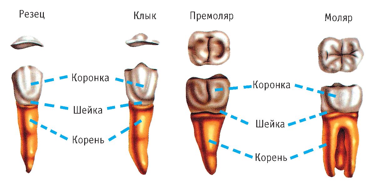Как происходит удаление корня разрушенного зуба, и насколько это больно