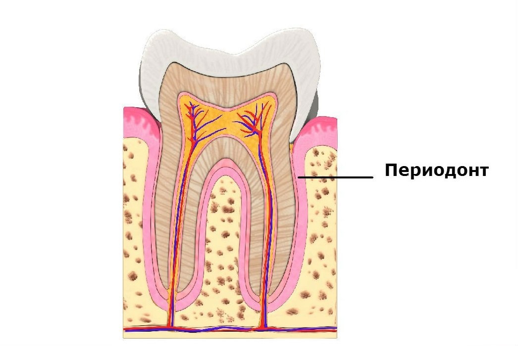 На чём держится зуб? Узнаем про строение и функции тканей пародонта, классификацию заболеваний и их профилактику