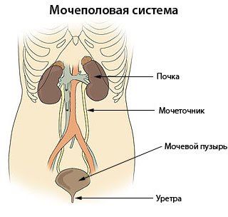Схема мочеполовой системы