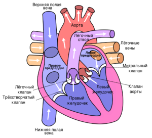 Схема сердца