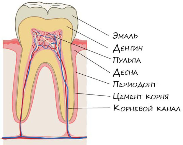 Знаки различия как отличить молочный зуб от коренного
