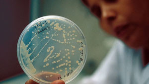 болезнетворные бактерии