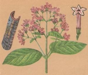 рисунок хинного дерева — веточки, коры, цветка