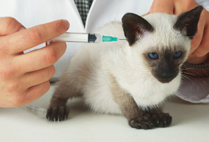 вакцинация котов