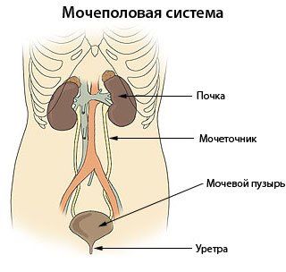 Строение мочеполовой системы