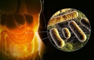 бактерии в кишечнике человека