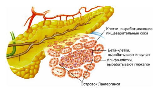 В поджелудочной железе синтезируются ферменты (трипсин, химотрипсин, липаза, протеаза) и гормоны (глюкагон, инсулин), которые участвуют в обменных процессах и пищеварении