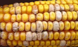 кукуруза-источник микотоксин
