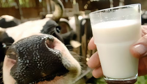 проверка молочных предприятий
