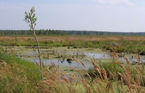 метановые испарения на болоте