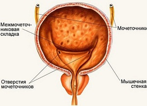 анатомия мочевого пузыря