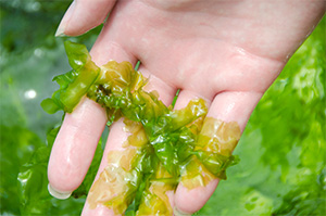 водоросли ламинарии