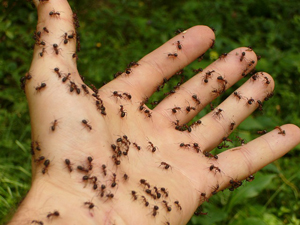 муравьи облепили руку